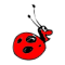 Lady Bug 1